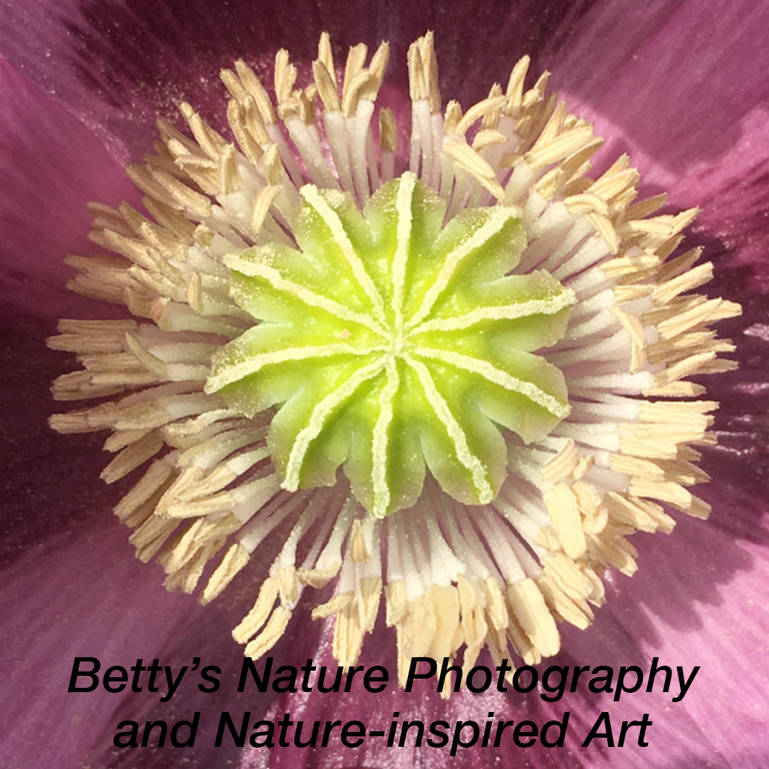 Betty's Nature Photography Thumbnail Square black font