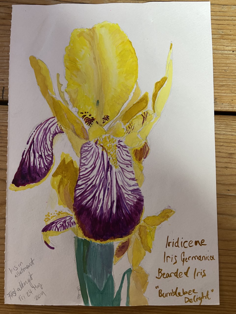 Bearded Iris by Betty Adamou