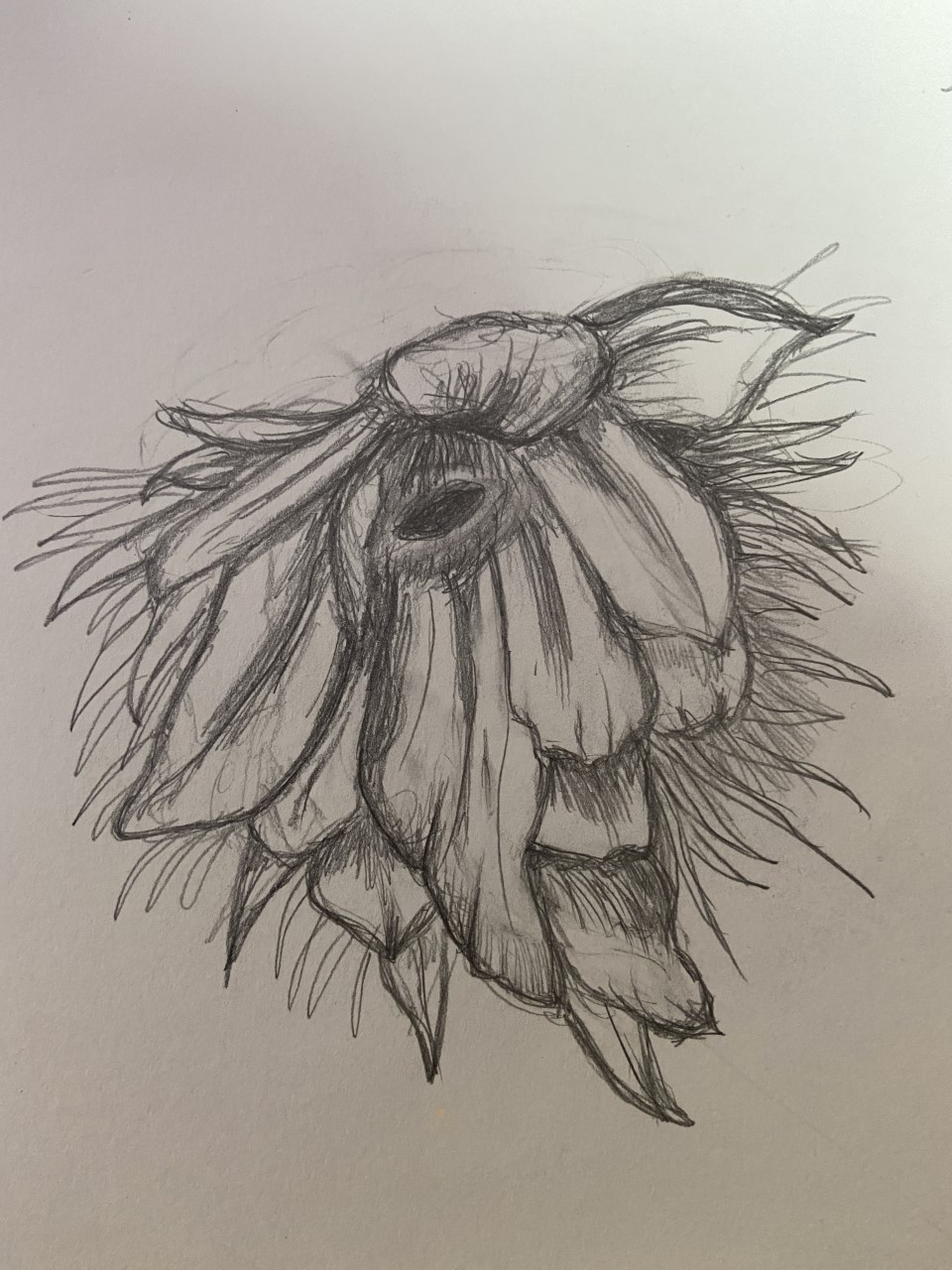 Flower of a Man, pencil drawing by Betty Adamou
