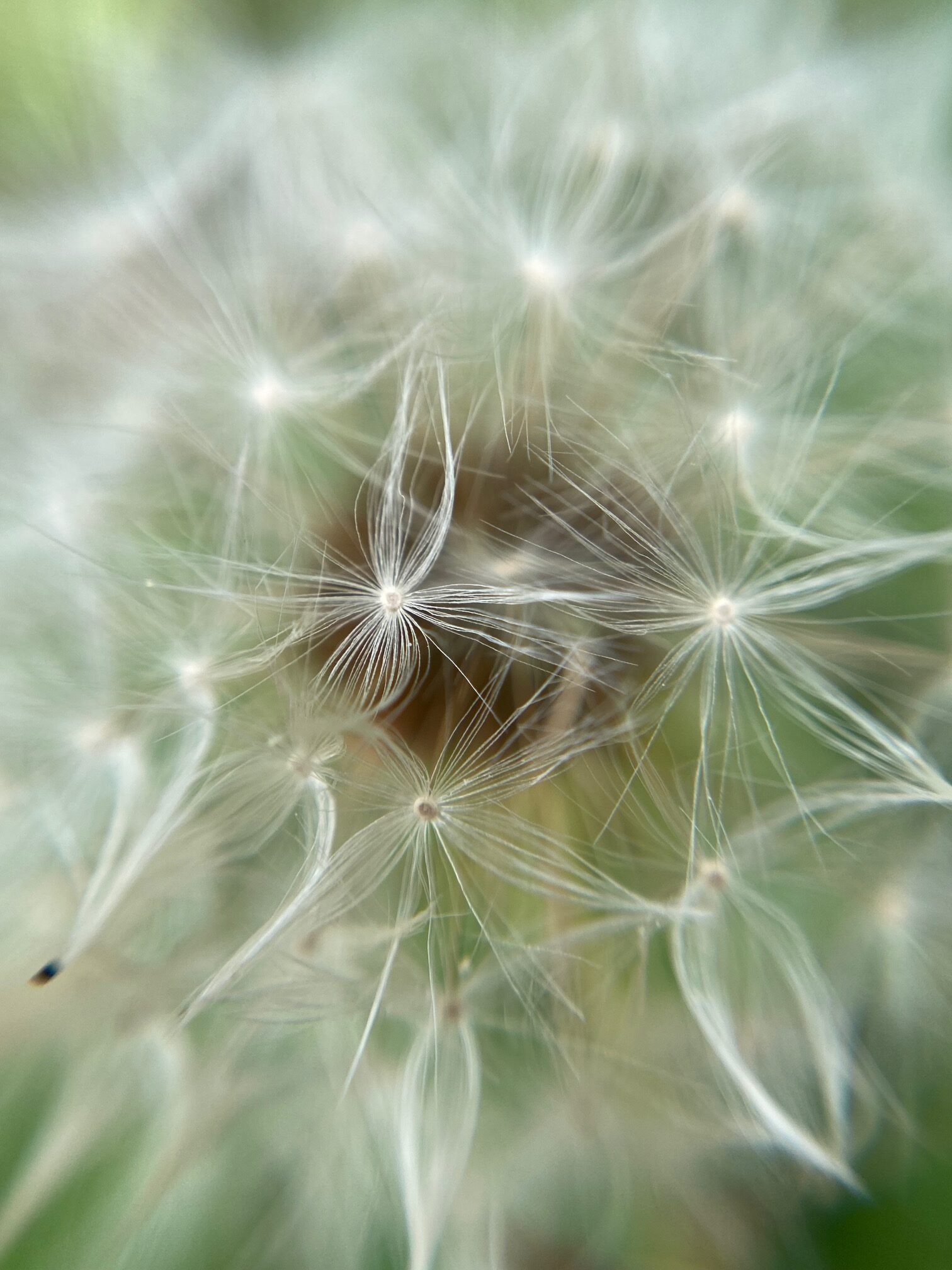 Spring Breeze, a close-up of a dandelion by Betty Adamou