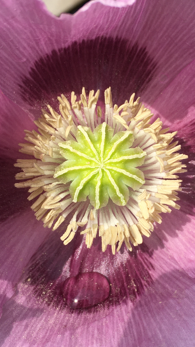 Poppy close-up by Betty Adamou