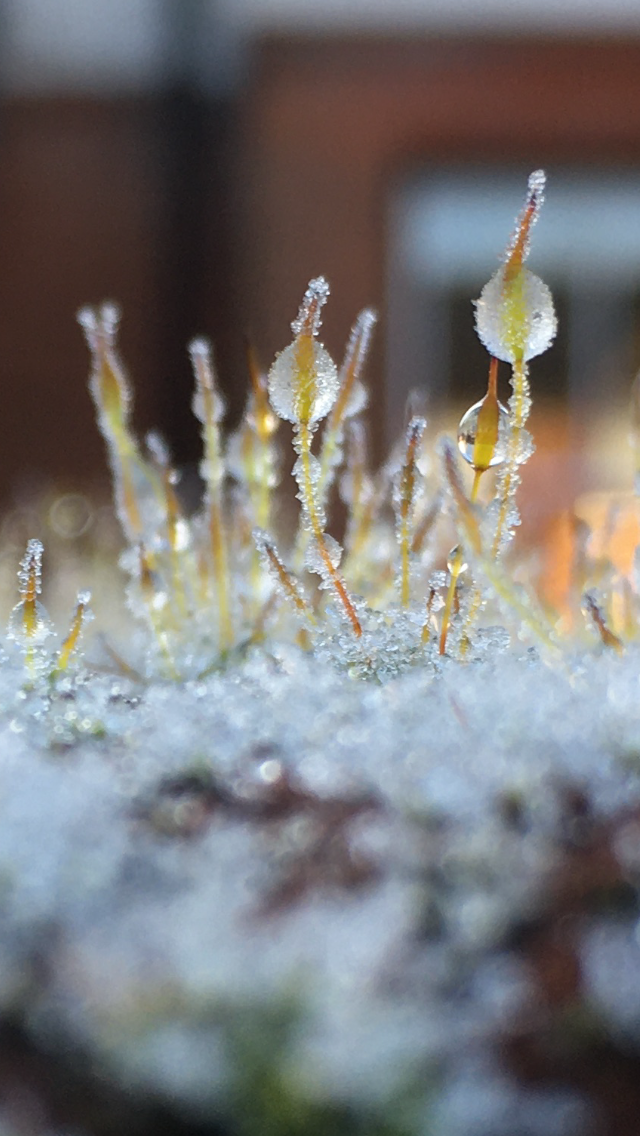 Icy moss in the morning by Betty Adamou